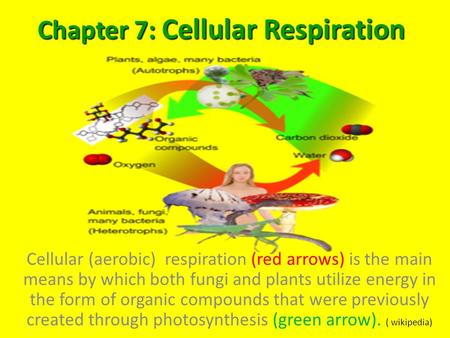 Chapter 7: Cellular Respiration