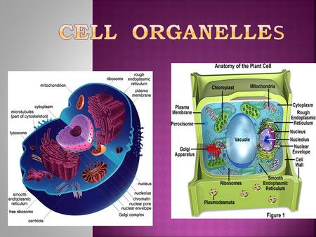 Cell Organelles.