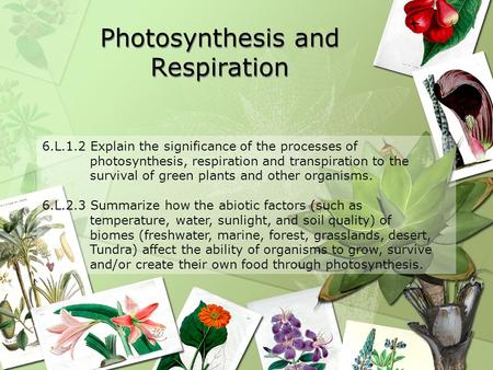 Photosynthesis and Respiration