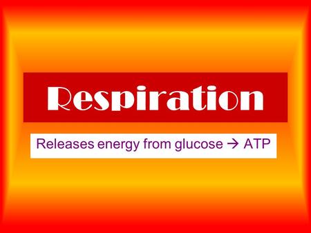 Respiration Releases energy from glucose  ATP. Respiration Glucose + oxygen  carbon dioxide + water + ATP C 6 H 12 O 6 + 6O 2 + 38 ADP + 38 Pi  6 CO.