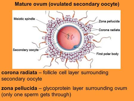 Mature ovum (ovulated secondary oocyte)