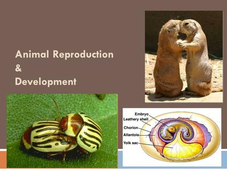 Animal Reproduction & Development