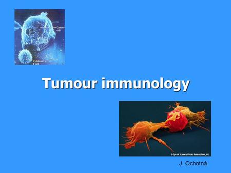 Tumour immunology J. Ochotná. Tumor antigens a)Antigens specific for tumors (TSA)  complexes of MHCgp I with abnormal fragments of cellular proteins.