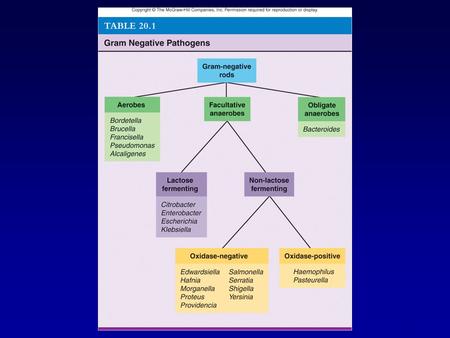 Aerobic Gram-Negative Bacilli