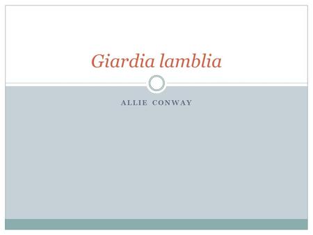 ALLIE CONWAY Giardia lamblia. History of Giardia Commonly known as: Beaver Fever, Traveler’s Diarrhea or Giardiasis. In 1681 Antoine van Leeuwenhoek discovered.