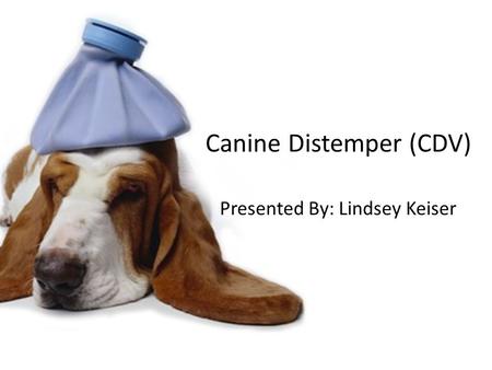 Canine Distemper (CDV)