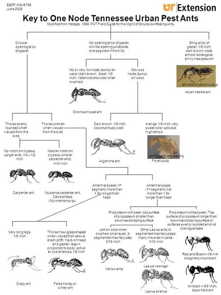 E&PP Info # 786 June 2008 Key to One Node Tennessee Urban Pest Ants Sting at tip of gaster; 1/5 inch; dark brown; node almost rectangular; shiny mesopleuron.