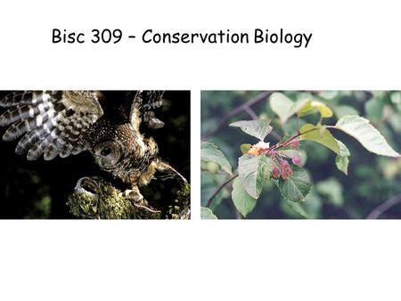 Bisc 309 – Conservation Biology. Bisc 309 – Guests + Assignment Managing Species at Risk Court case: Failure of Dept Fisheries and Oceans to identify.