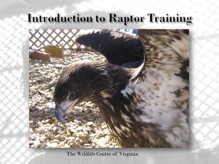 The Wildlife Center of Virginia. Education: children and adults gain a connection with animals on a personal level. Engages and inspires them. Enrichment: