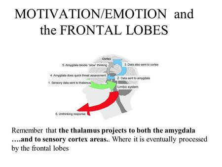 MOTIVATION/EMOTION and the FRONTAL LOBES left frontal lobe may be most involved in processing positive emotions right frontal lobe involved with negative.