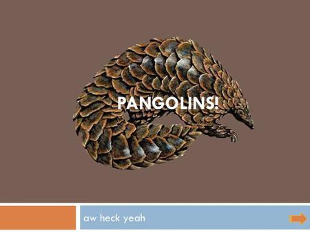 Aw heck yeah PANGOLINS!. ≈ What Are Pangolins?  They look kinda like armadillos, see? ≠ BUT PREPARE TO HAVE YOUR MIND BLOWN.