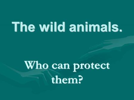 The wild animals. Who can protect them?. Brown bears. Brown bears are typical animals of Russian forest, but today they are the objects of hunting.Brown.