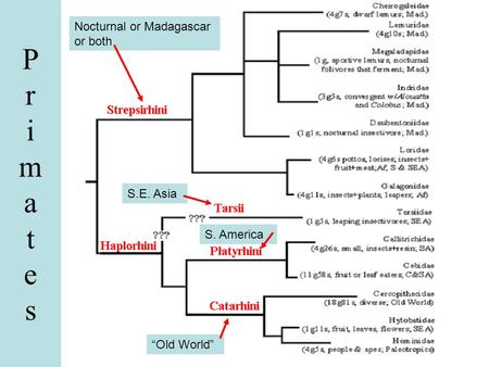 P r i m a t e s Nocturnal or Madagascar or both S.E. Asia S. America