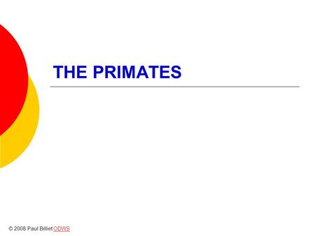 THE PRIMATES © 2008 Paul Billiet ODWSODWS. Origins – tree shrews  Not Primates but closely related  Similar to the common ancestor of all placental.