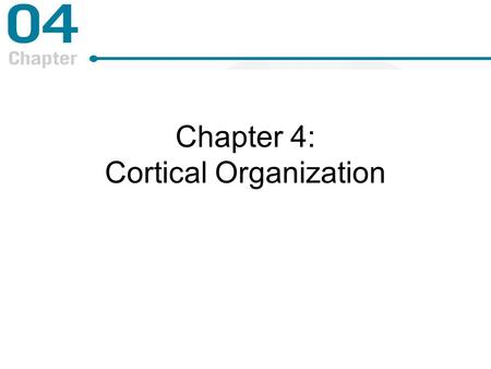 Chapter 4: Cortical Organization