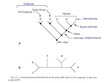 Terminal node (terminal) (=interior branch) Outgroups.