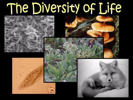 The Diversity of Life.