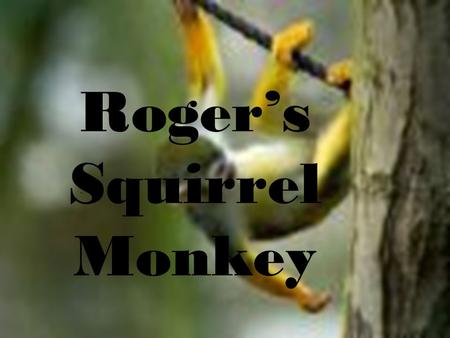 Roger’s Squirrel Monkey.. Squirrel monkey 101  Squirrel monkeys live in the tropical forests of Central and South America.  Squirrel monkeys grow to.