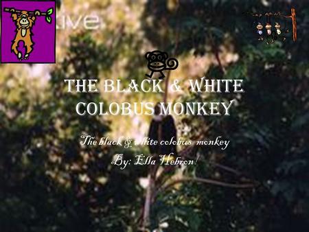 The black & white colobus MONKEY The black & white colobus monkey By: Ella Hebron!