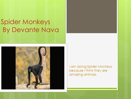 Spider Monkeys By Devante Nava I am doing Spider Monkeys because I think they are amazing animals.