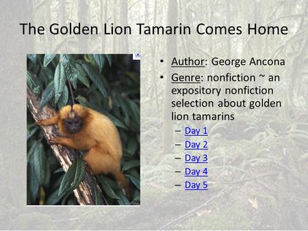 The Golden Lion Tamarin Comes Home