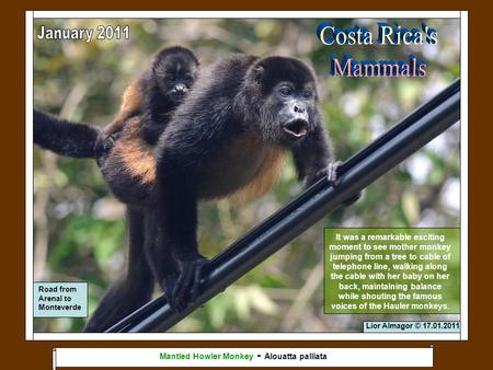 Lior Almagor © 17.01.2011 Road from Arenal to Monteverde Mantled Howler Monkey - Alouatta palliata It was a remarkable exciting moment to see mother monkey.