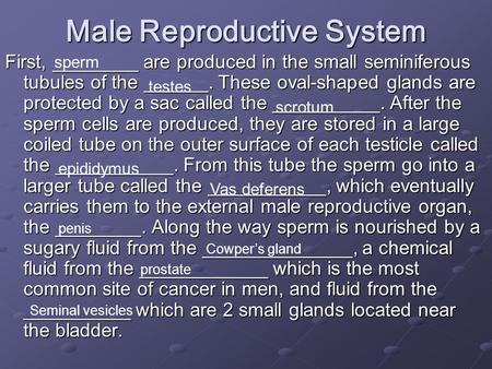 Male Reproductive System