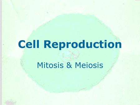 Cell Reproduction Mitosis & Meiosis.