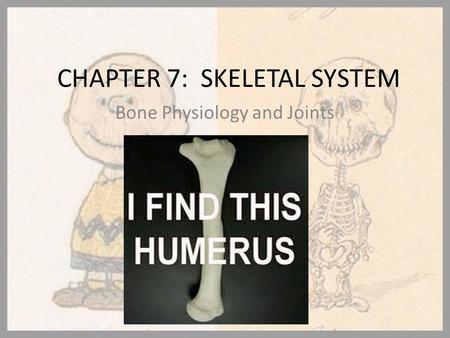 CHAPTER 7: SKELETAL SYSTEM