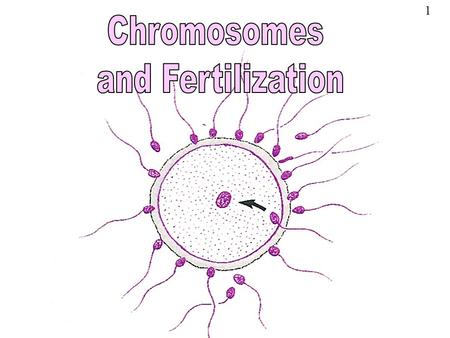 1. Fertilization occurs when the nucleus of a male reproductive cell combines with the nucleus of a female reproductive cell The reproductive cells are.