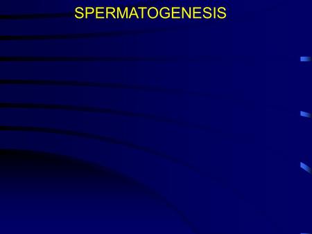 SPERMATOGENESIS. Spermatogenic cycle A1A1 2A 1 Mitosis 3A 2 A1A1 Mitosis 6B 1 Mitosis 12B 2 Mitosis 24 primary spermatocytes Mitosis 48 secondary spermatocytes.