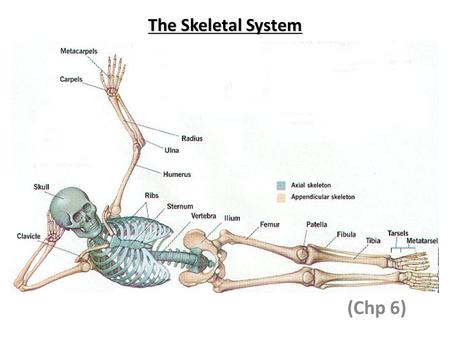 The Skeletal System (Chp 6).