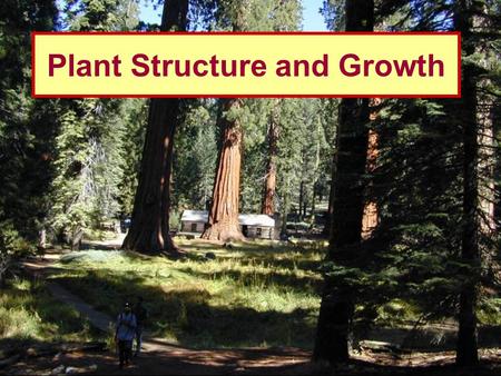 Plant Structure and Growth. Overview Lifecycles –Annual, biennial, perennial Basic Plant parts Plant cell walls, simple tissue types Plant growth: –Meristems.