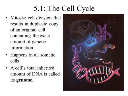 5.1: The Cell Cycle Mitosis: cell division that results in duplicate copy of an original cell containing the exact amount of genetic information. Happens.