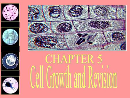 Cell Growth and Revision