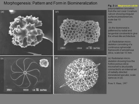 Morphogenesis: Pattern and Form in Biomineralization Fig. 2 (a) Magnesium calcite polycrystalline concretion from the red coral Corallium rubrum showing.