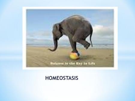 HOMEOSTASIS.