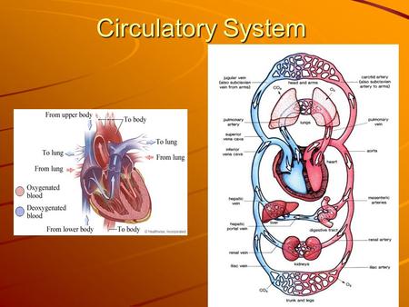 Circulatory System.