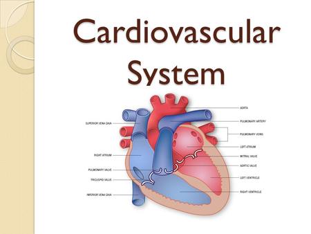 Cardiovascular System Health. Cardiovascular System Why is it called a transport system? 1. Transportation of fuel -carries food and oxygen to cells 2.