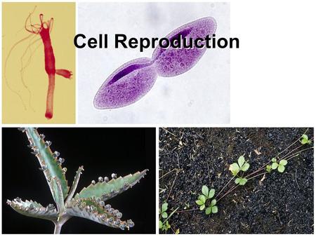 Cell Reproduction.