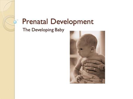 Prenatal Development The Developing Baby.