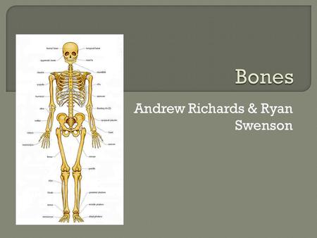 Andrew Richards & Ryan Swenson.  Endochondral Ossification-”within cartilage” Start with Hyaline cartilage model in similar shape as the bone Primary.