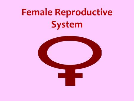 Female Reproductive System