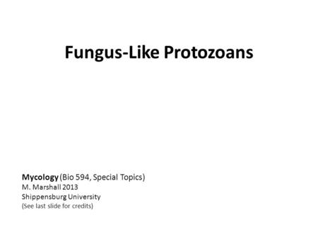 Fungus-Like Protozoans Mycology (Bio 594, Special Topics) M. Marshall 2013 Shippensburg University (See last slide for credits)