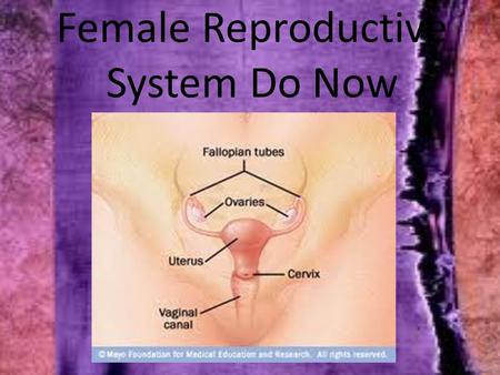 Female Reproductive System Do Now. Female Reproductive System 1. An important job of the female reproductive system is to produce mature eggs 2. The ovaries.