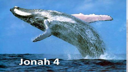 What kind of prophet was Jonah????? Jonah’s confession saved the sailors Jonah’s prophecy saved Ninevah Only Jonah needs saving in 4.