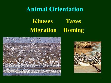 1 Animal Orientation KinesesTaxes MigrationHoming.