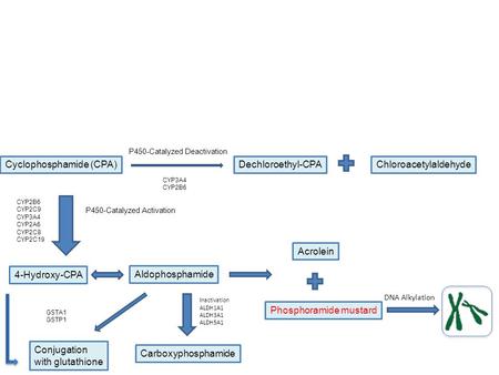 Cyclophosphamide (CPA) 4-Hydroxy-CPA Dechloroethyl-CPA Acrolein Phosphoramide mustard Chloroacetylaldehyde Aldophosphamide CYP2B6 CYP2C9 CYP3A4 CYP2A6.