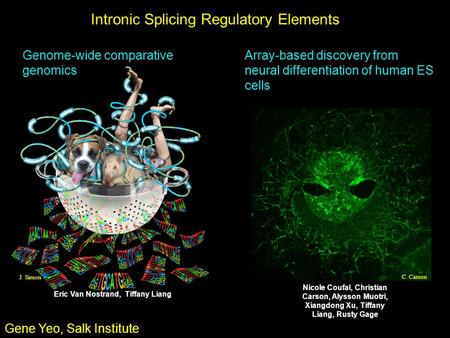 Intronic Splicing Regulatory Elements Gene Yeo, Salk Institute Array-based discovery from neural differentiation of human ES cells C. Carson Genome-wide.