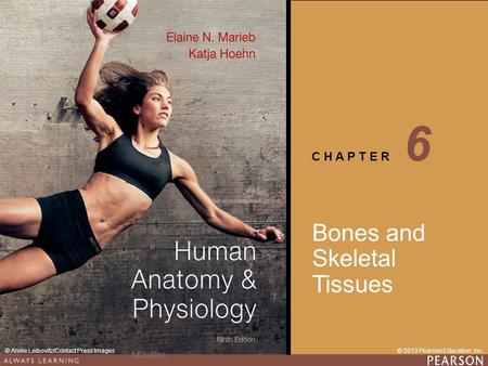 C H A P T E R © 2013 Pearson Education, Inc.© Annie Leibovitz/Contact Press Images Bones and Skeletal Tissues 6 MDufilho.